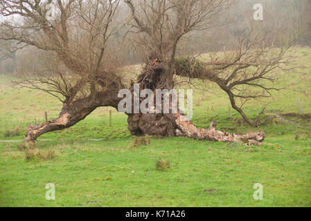 Vieil arbre tombé dans un champ Banque D'Images