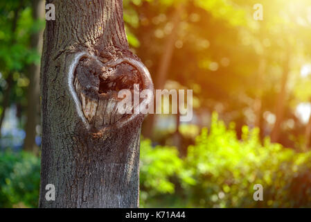 Forme de coeur naturel dans de vieux bois rugueux texture arbre crack contre la végétation verte Banque D'Images