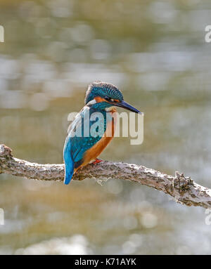 Kingfisher (Alcedo atthis) Banque D'Images