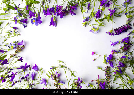 Arrangement de fleurs sauvages avec copie espace sur fond blanc Banque D'Images