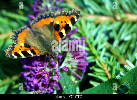 Une petite écaille de butterfly sitting on purple fleur d'été. Banque D'Images