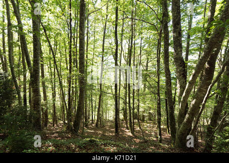 Dans la forêt d'Irati de seva en Navarre, Espagne. Banque D'Images