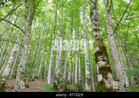 Dans la forêt d'Irati de seva en Navarre, Espagne. Banque D'Images