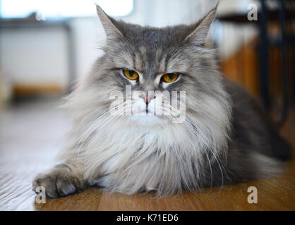 Close up de chats persans jouant dans un cat café coffee shop Banque D'Images