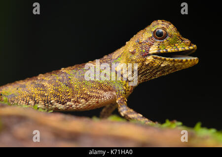 Cf. cephalum phoxophrys Banque D'Images