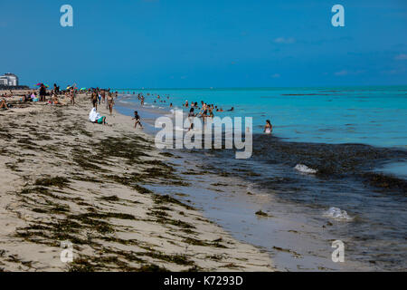 Vue sur une grande quantité de saleté sur la plage de Miami Beach à Miami aux États-Unis ce jeudi 14. (PHOTO: WILLIAM VOLCOV/BRÉSIL PHOTO PRESSE) Banque D'Images