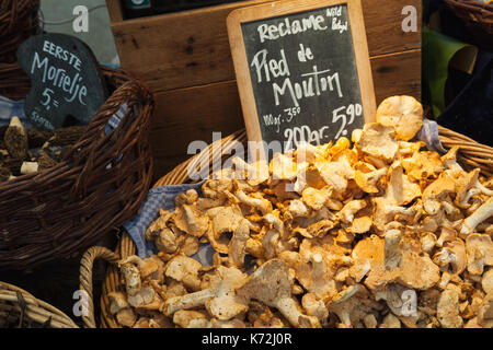 Amsterdam, Pays-Bas - 25 février 2017 : hedgehog mushrooms. marchandises du marché plein air noordermarkt avec les fournisseurs de vendre une gamme de biens tels qu'une Banque D'Images