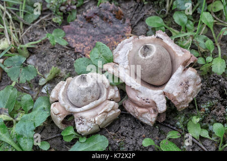 Triplex Geastrum Earthstar - collier Banque D'Images