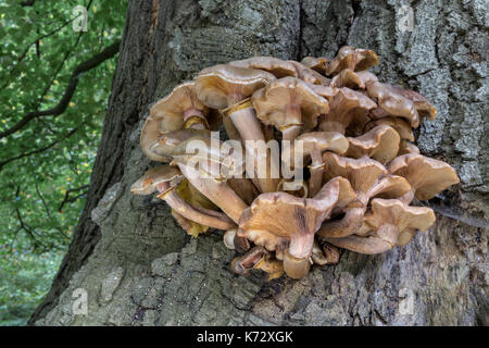 Le miel - champignon Armillaria mellea Banque D'Images