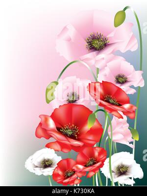Belle rouge, rose et blanc poppies Illustration de Vecteur