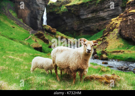 Les moutons islandais. Vue fantastique cascade dans le parc national. Banque D'Images