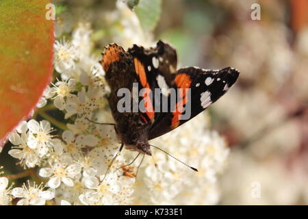 Un papillon vulcain (Vanessa atalanta) se trouve toujours sur une jolie fleur lantana blanc. Banque D'Images