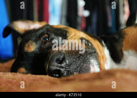 Un visage tourné d'un rottweiler / pit bull dog race mix portant sur le côté sur un lit Banque D'Images