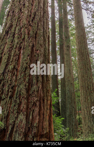 Redwood Grove. Banque D'Images