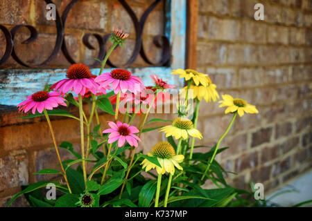 Accent coloré coneflowers l'entrée d'une maison en brique en Alabama, USA. Banque D'Images