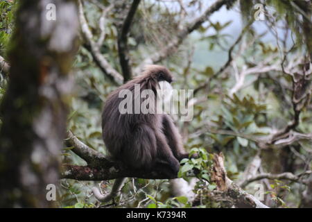 Singe ours assis avec bébé dans l'arbre, avant violet Langur, le Sri Lanka, l'Asie Banque D'Images