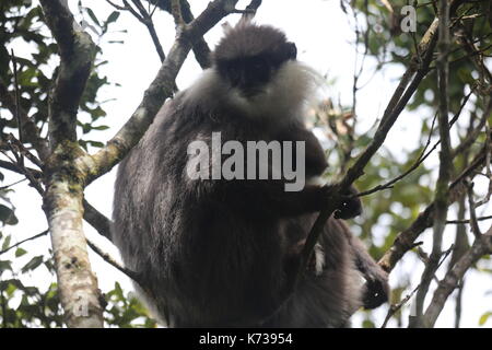 Singe ours assis avec bébé dans l'arbre, avant violet Langur, le Sri Lanka, l'Asie Banque D'Images