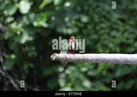 King Fisher brun et bleu, au Sri Lanka, en Asie Banque D'Images