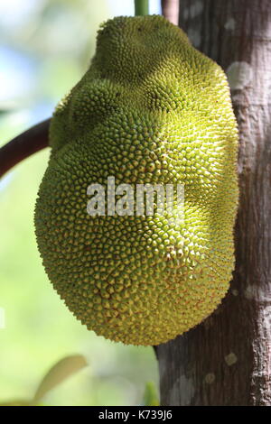 Jaque, Sri Lanka, Asie, artocarpus heterophyllus Banque D'Images