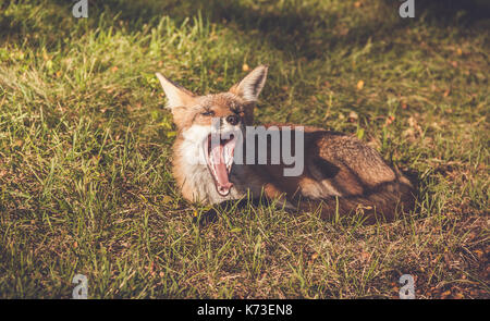 Les jeunes red fox (Vulpes vulpes) fait de grimaces tout en vous relaxant à la fin d'après-midi, jardin vintage Banque D'Images