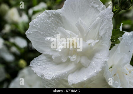 Une belle fleur que j'ai trouvé sur l'île de Mainau en Allemagne Banque D'Images