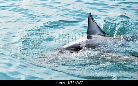 Grand Requin Blanc aileron dorsal enfreindre la surface de la mer, après avoir été attirés dans une cage par bateau de plongée en bois et de la viande, des leurres d'étanchéité, Afrique du Sud Gansbaai Banque D'Images