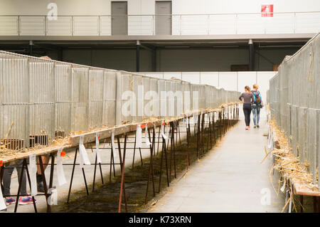 Salon national des jeunes lapins, volailles et pigeons (2017), l'élevage des lapins,lapin Banque D'Images