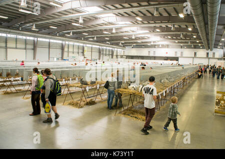 Salon national des jeunes lapins, volailles et pigeons (2017), l'élevage des lapins,lapin Banque D'Images