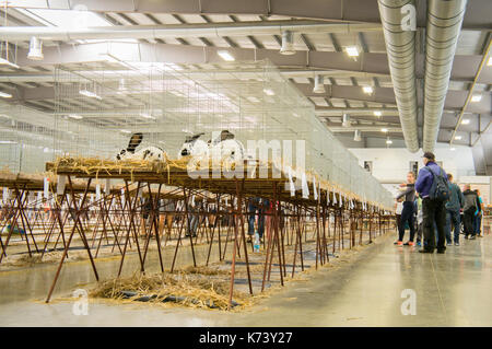 Salon national des jeunes lapins, volailles et pigeons (2017), l'élevage des lapins,lapin Banque D'Images