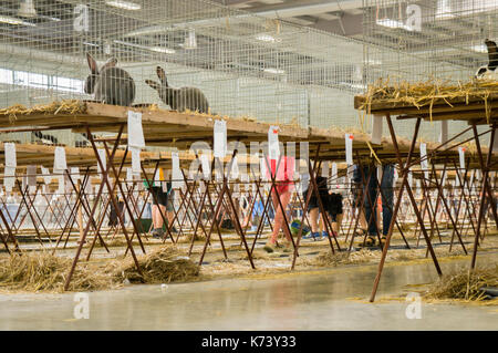 Salon national des jeunes lapins, volailles et pigeons (2017), l'élevage des lapins,lapin Banque D'Images