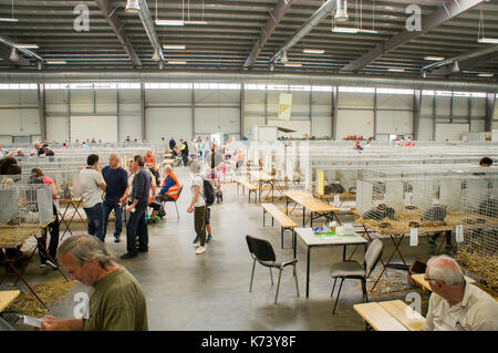 Salon national des jeunes lapins, volailles et pigeons (2017), l'élevage des lapins,lapin Banque D'Images