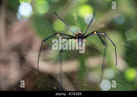 Nephila pilipes (nord du golden orb weaver ou globe doré géant weaver) Okinawa, Japon. Banque D'Images