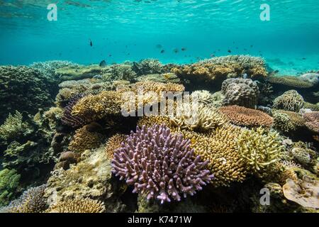 Philippines, Palawan, la baie de Taytay, Isla Blanca, coral reef Banque D'Images