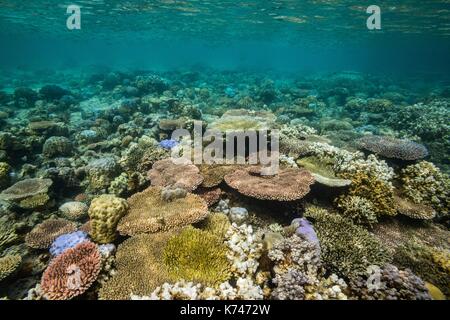 Philippines, Palawan, la baie de Taytay, Isla Blanca, coral reef Banque D'Images