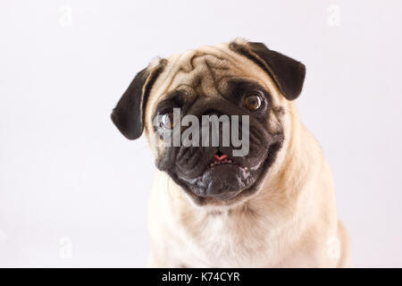 Le pug chien assis avec les gros yeux isolé Banque D'Images