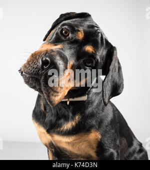 Portrait d'un jeune chien de compagnie féminin (Rottweiler x bullmastiff cross) au Royaume-Uni. Banque D'Images