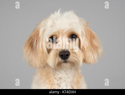 Portrait d'une femme, Cavapoo Puppy (9 mois), Royaume-Uni. Banque D'Images
