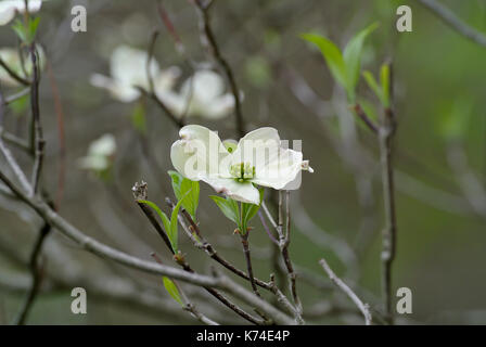 Arbre cornouiller à fleurs (Cornus florida) fleurit en forêt, Pennsylvanie JUNIATA Banque D'Images