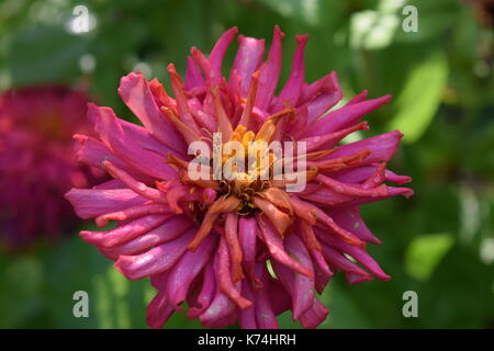 Fleurs de mon jardin Banque D'Images