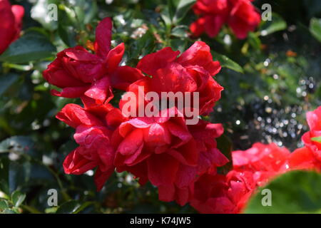 Fleurs de mon jardin Banque D'Images