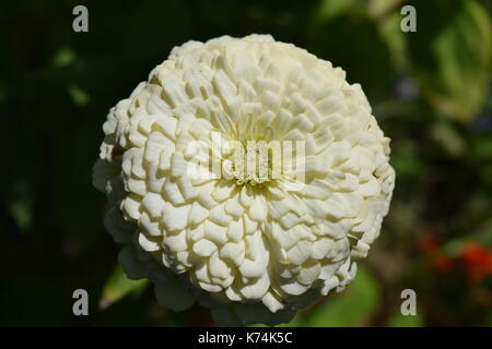 Fleurs de mon jardin Banque D'Images