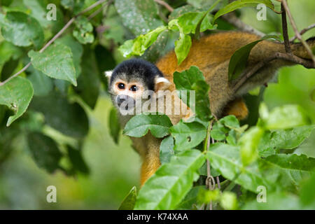 Singe-écureuil bolivien / black-capped singe écureuil (Saimiri boliviensis boliviensis) dans l'arbre, pampas del yacuma, Bolivie Banque D'Images