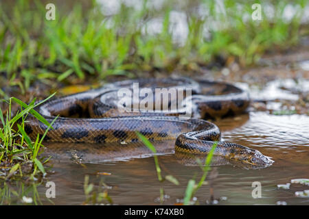 Anaconda serpent dans les eaux peu profondes des marais dans les pampas del yacuma en Bolivie Banque D'Images