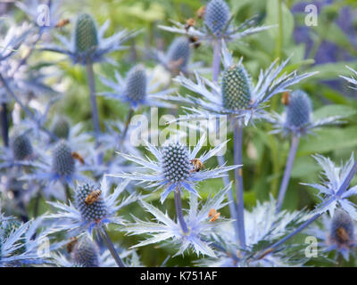 Abeilles sur Eryngium bourgatti 'Amethyst' Picos Banque D'Images