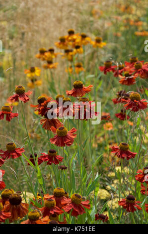 Helenium 'Moerheim Beauty' avec Crocosmia 'Lucifer', Helenium 'Mardi Gras' et dans le sanctuaire de l'Helianthus vivaces Jardin de RHS Hampton Court Banque D'Images