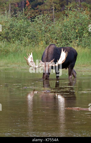 Bull Moose shiras adultes se nourrissent d'herbe de l'eau près de la rive du lac swiftcurrent fishercap sur le sentier de randonnée dans la région du glacier glacier de nombreux de nat Banque D'Images