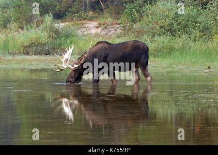 Bull Moose shiras adultes se nourrissent d'herbe de l'eau près de la rive du lac swiftcurrent fishercap sur le sentier de randonnée dans la région du glacier glacier de nombreux de nat Banque D'Images