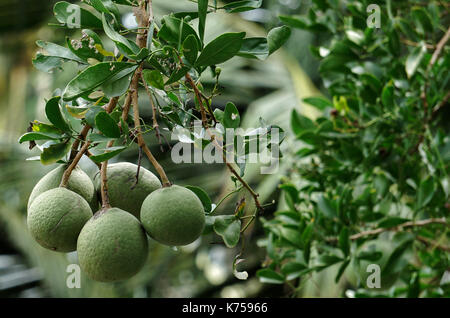 Fruit de bael ou marmelops aegle Banque D'Images