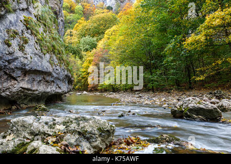 Falaise rocheuse le long d'un ruisseau dans une gorge de feuillage d'automne, en Transylvanie, Roumanie. Banque D'Images