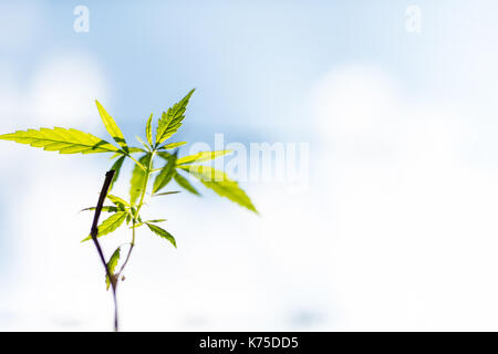 Usine de marijuana de plus en plus des semis à partir de graines par un beau jour d'été. Close up. Banque D'Images